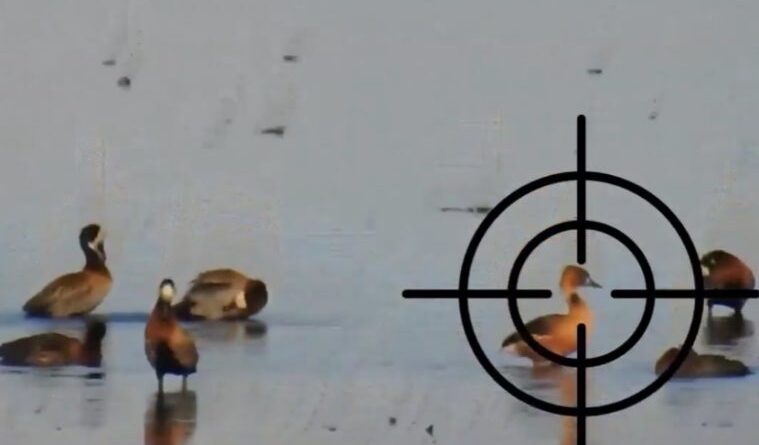 Lanzan campañas para evitar la matanza de patos