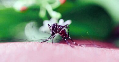 La provincia actualizó los datos de dengue y covid-19