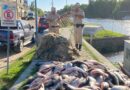Prefectura intercepta una barcaza ilegal uruguaya con una tonelada de sábalos