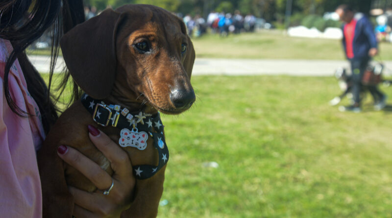 El Municipio continúa con los operativos de Salud Animal en los barrios