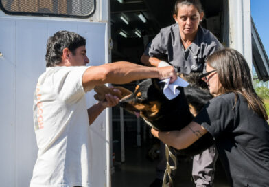 El quirófano móvil continúa con castraciones gratuitas en nuevos puntos