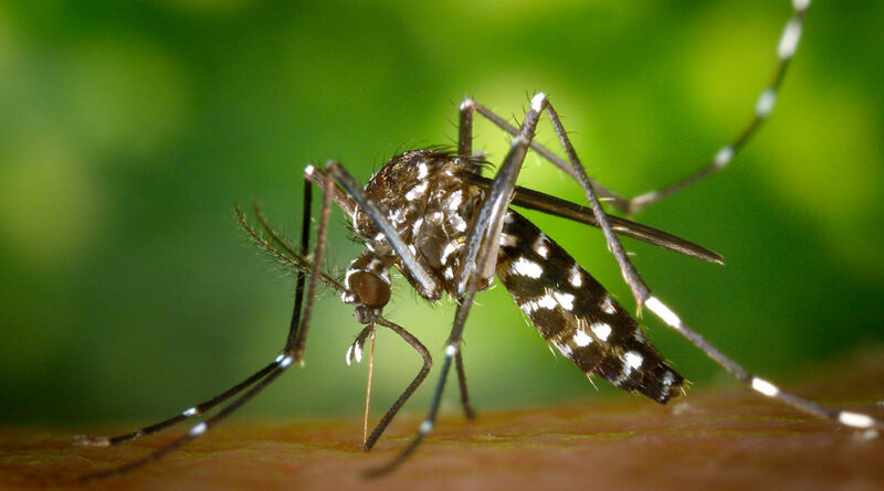 Investigan el uso de anticuerpos contra el Aedes aegypti para frenar virus