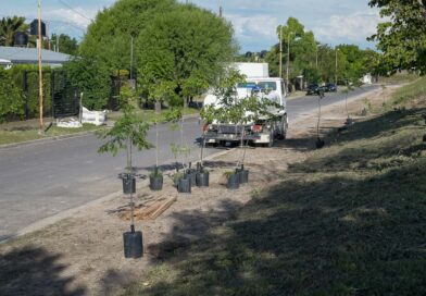 Avanza el arbolado urbano con el programa Plantamos Futuro