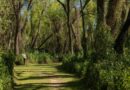 Ciclo de charlas sobre flora nativa y ambientes locales en el Museo Serrano