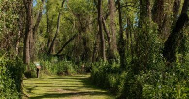 Ciclo de charlas sobre flora nativa y ambientes locales en el Museo Serrano