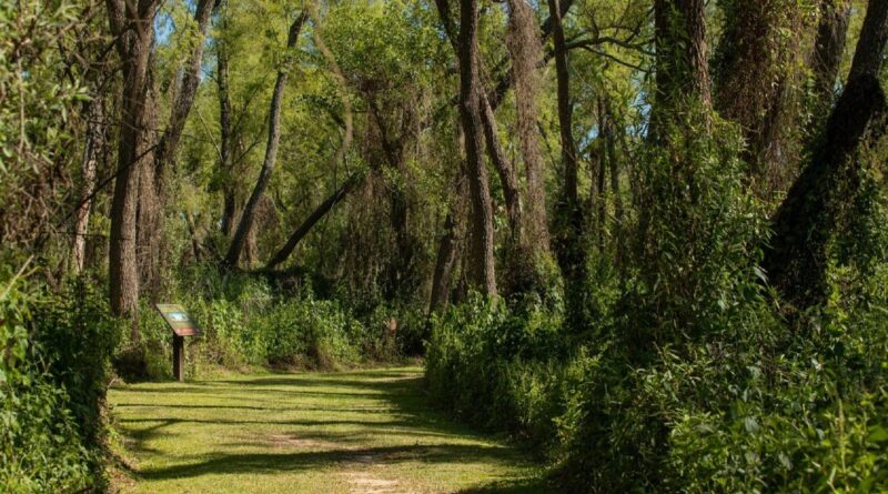 Ciclo de charlas sobre flora nativa y ambientes locales en el Museo Serrano